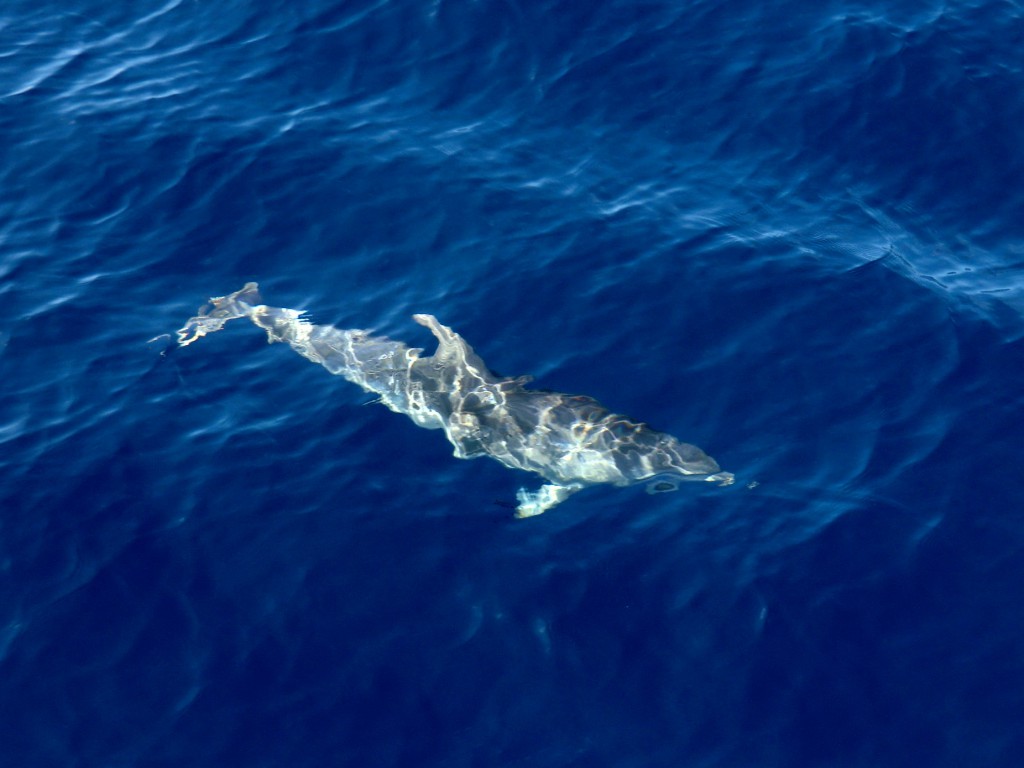 Auf Wal- und Delphinbeobachtung vor Los Gigantes, Teneriffa