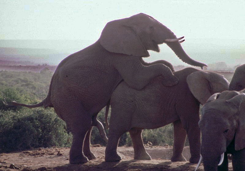 Addo Elephant Park, Südafrika: Elefantenhochzeit