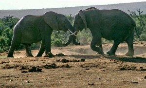 Südafrika Garden Route. Addo Elephant Park: Elefantenkampf