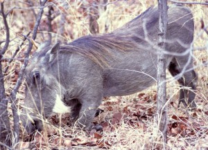 Südafrika Krüger Park - Warzenschwein Nahaufnahme