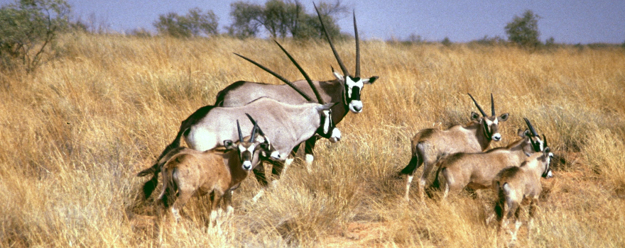 Namibia: gestrandet in der Kalahari-Wüste