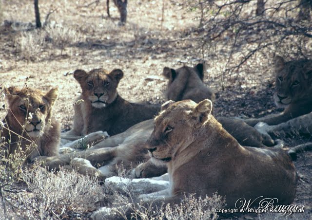 Südafrika Mbali Game Lodge 6 Löwen im Schatten