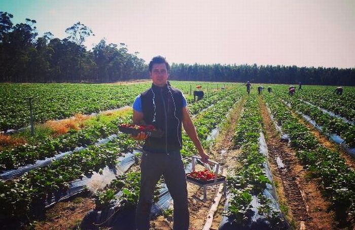 Stefan Schüler beim Erdbeerpflücken in Australien