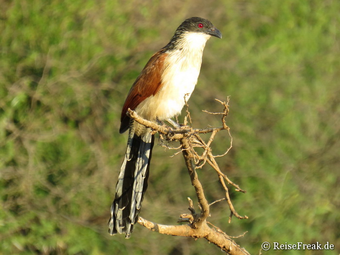 Burchells Coucal, Centropus burchelli  Jaci's Lodge, Madikwe Game Reserve, Südafrika