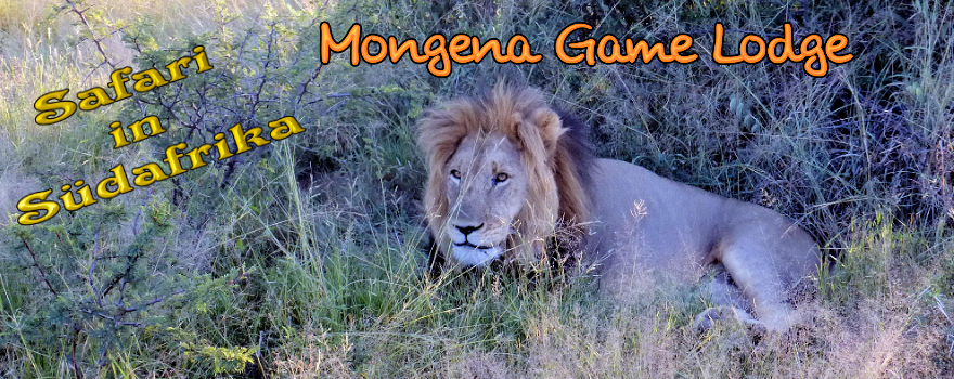 Südafrika-Safari, malariafrei: Mongena Game Lodge