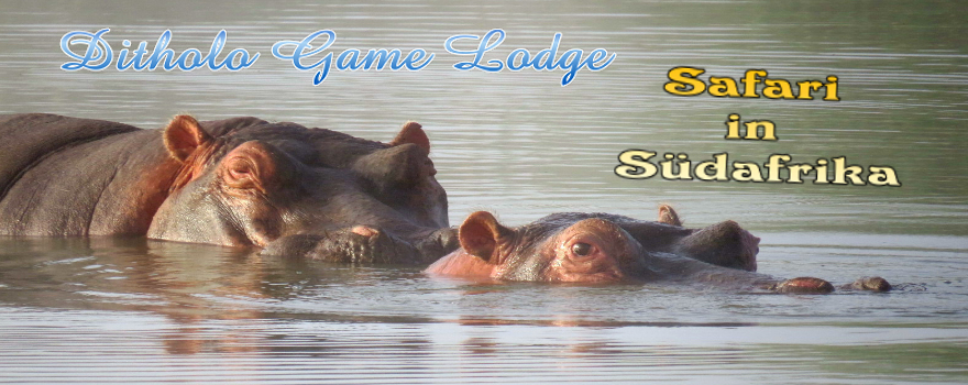 Safari in Südafrika, malariafrei: Ditholo Game Lodge