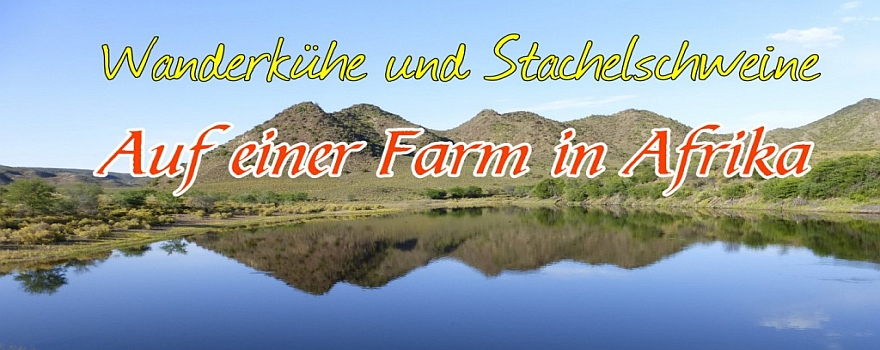 Südafrika: Wanderkühe und Stachelschweine. Auf einer Farm in Afrika