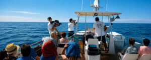 Whale Watching Teneriffa_Delphin_Safari_880x350