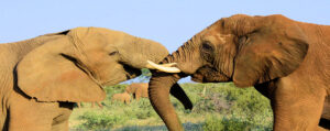 Titelbild Elefant - Jacis Lodge Fotosafari Jacislodge copyright Edeltraud Brugger für ReiseFreaks ReiseMagazin