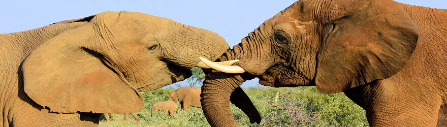 Titelbild Elefant - Jacis Lodge Fotosafari Jacislodge copyright Edeltraud Brugger für ReiseFreaks ReiseMagazin