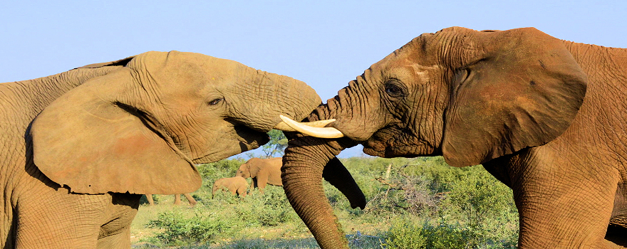 Titelbild Elefant - Jacis Lodge Fotosafari Jacislodge copyright Edeltraud Brugger für ReiseFreaks ReiseMagazin