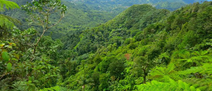 Die Karibik-Insel Grenada bietet neben Stränden auch reichlich Regenwald. Foto Kyle Wicomb