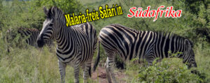 Malaria-freie Safari in Südafrika - Titelbild