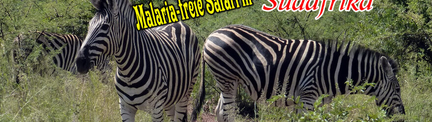 Malaria-freie Safari in Südafrika - Titelbild