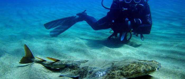 Viele Fischarten bevorzugen Lanzarotes mildes Unterwasserklima – etwa der Meerengel. Er ist häufig vor der Küste von Puerto del Carmen anzutreffen Bildnachweis Turismo Lanzarote