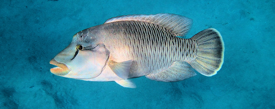 Ägypten: Faszination Rotes Meer. Sharm el Sheikh (2) – Schnorcheln am Sinai