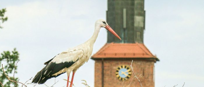Storch in Rühstädt - copyright UNESCO Biosphärenreservat Flusslandschaft Elbe-Brandenburg Lukas Häuser