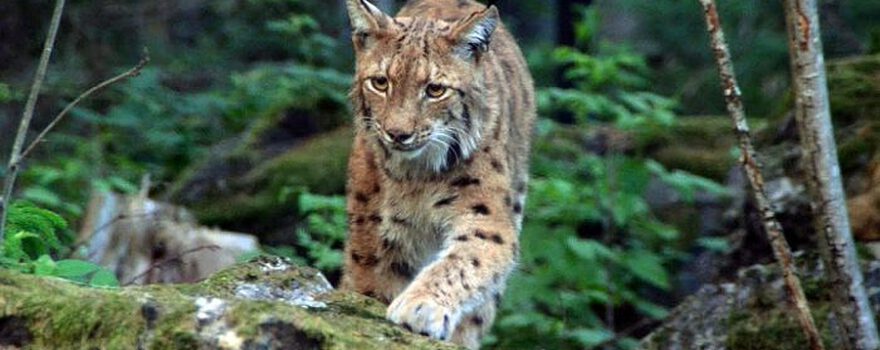 Luchs-im-Nationalpark-Lusen-Bayerischer-Wald-Bild-copyright-Alwin-Pelzer