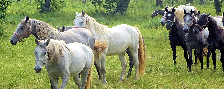 Slowenien: Lipizzaner in Lipica und ein tosender Fluss in den Höhlen von Škocjan
