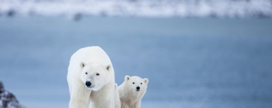 Polar Bear mom and cub Credit Canadian Tourism Commission