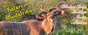 Titelbild Rhulani Safari Südafrika Madikwe
