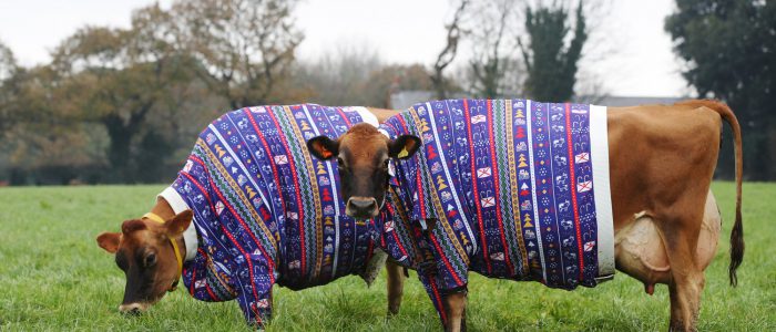 Jersey Cows im Weihnachtsoutfit. Foto Visit Jersey