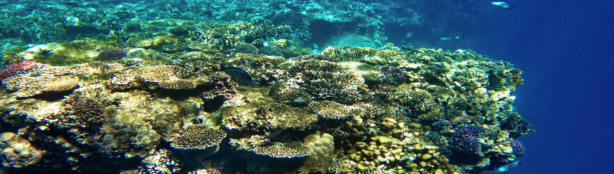 Titelbild Ägypten Sharm el Sheikh Schnorcheln