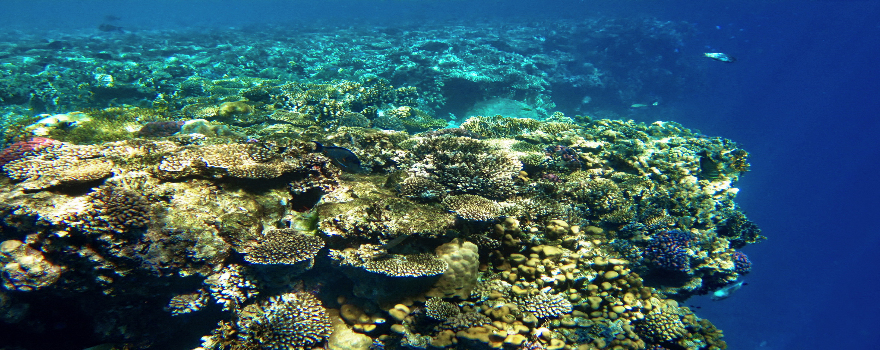 Ägypten: Schnorcheln und Luxus in Sharm-el-Sheikh am Sinai