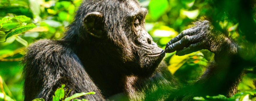 Einer der Höhepunkte einer Uganda-Reise - das Schimpansen-Tracking. © Great Lakes Safaris