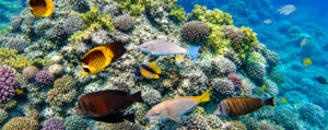 Schnorcheln in Sharm-el-Sheikh
