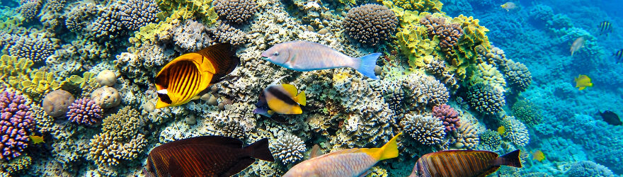 Schnorcheln in Sharm-el-Sheikh