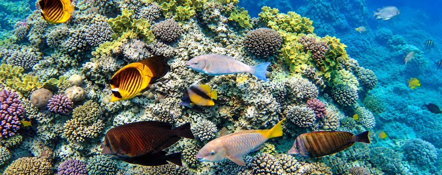 Ägypten. Schnorcheln in Sharm el Sheikh: Paradies für Unterwasser-Fans am Sinai